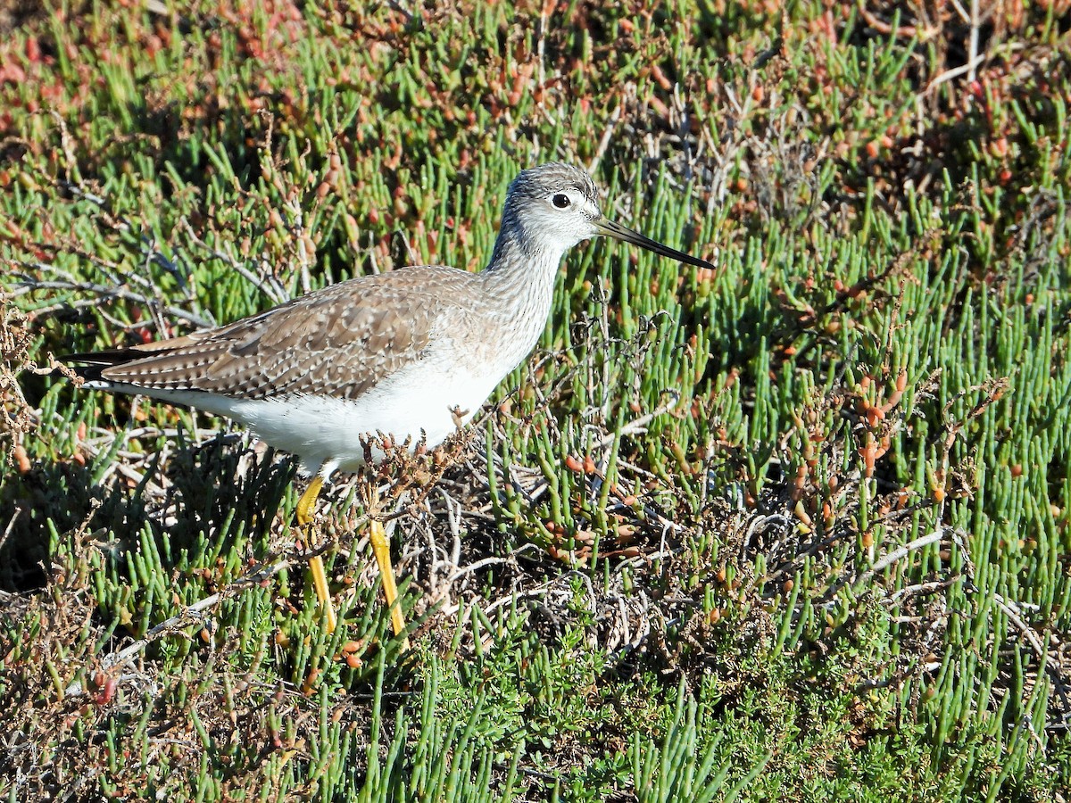 Grand Chevalier - ML646777228