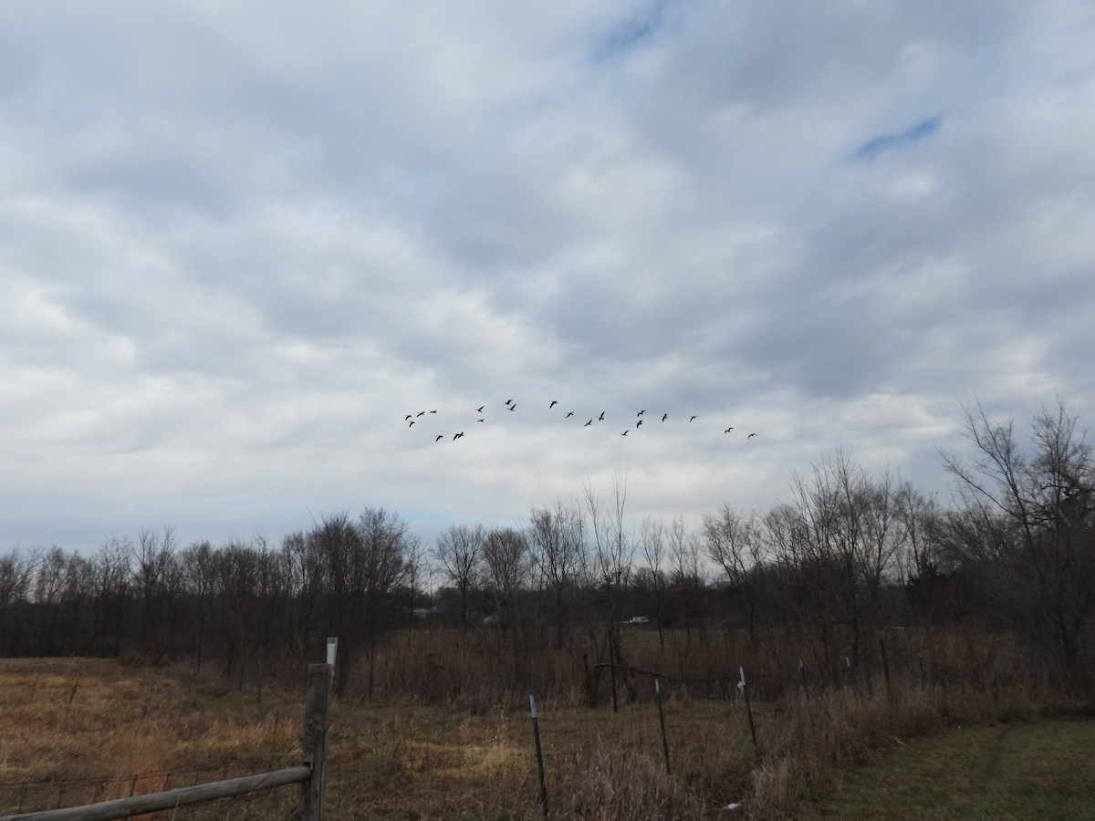 Canada Goose - ML646777229