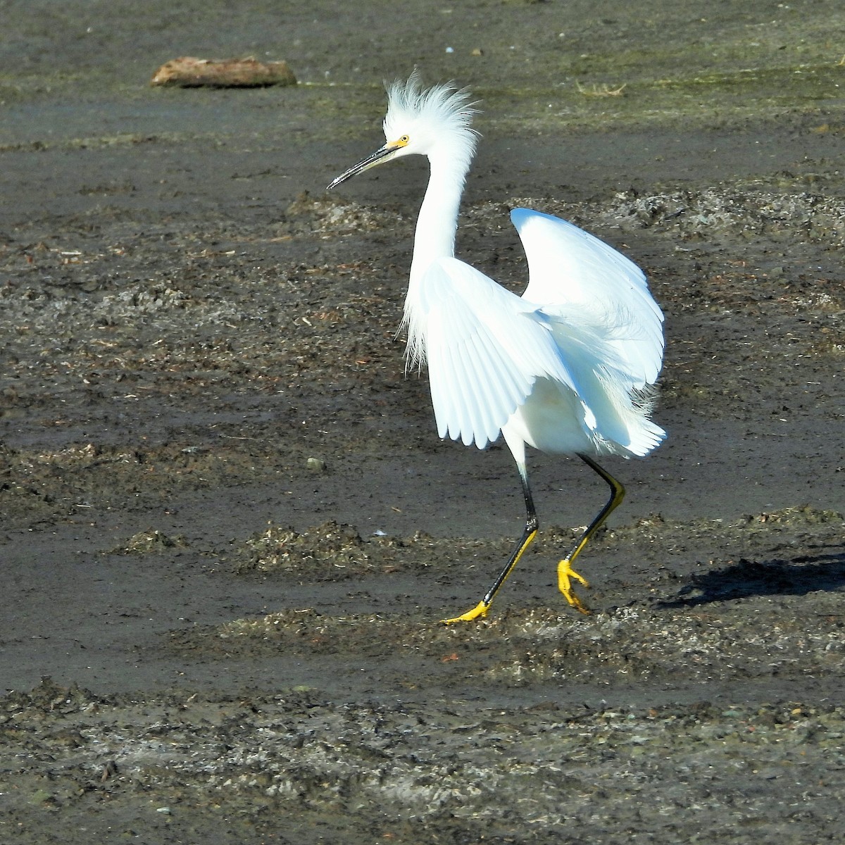 Aigrette neigeuse - ML646777231