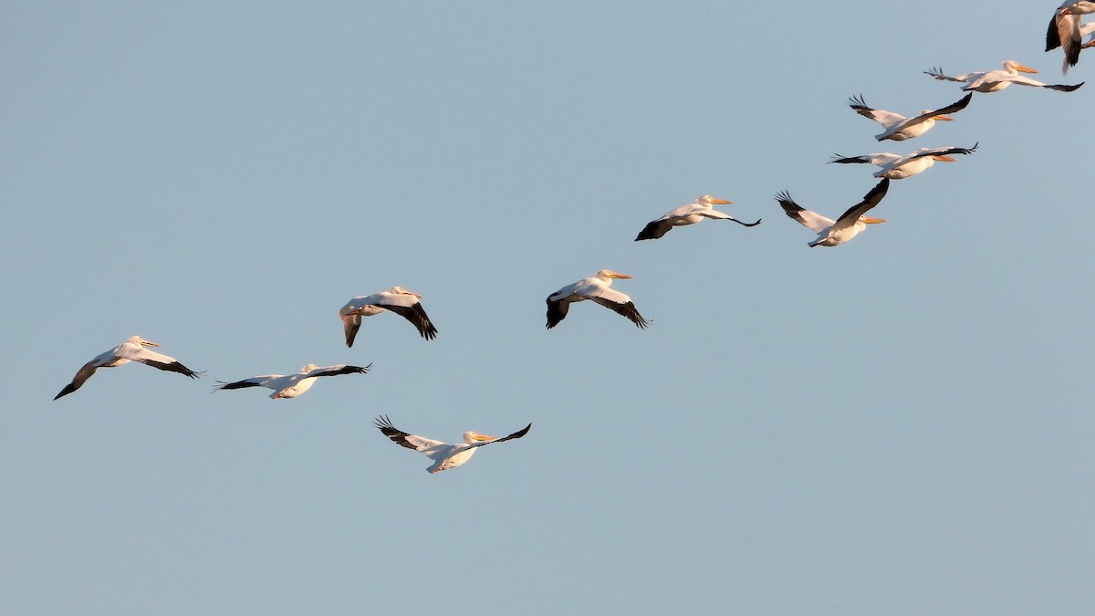 Pélican d'Amérique - ML646777239