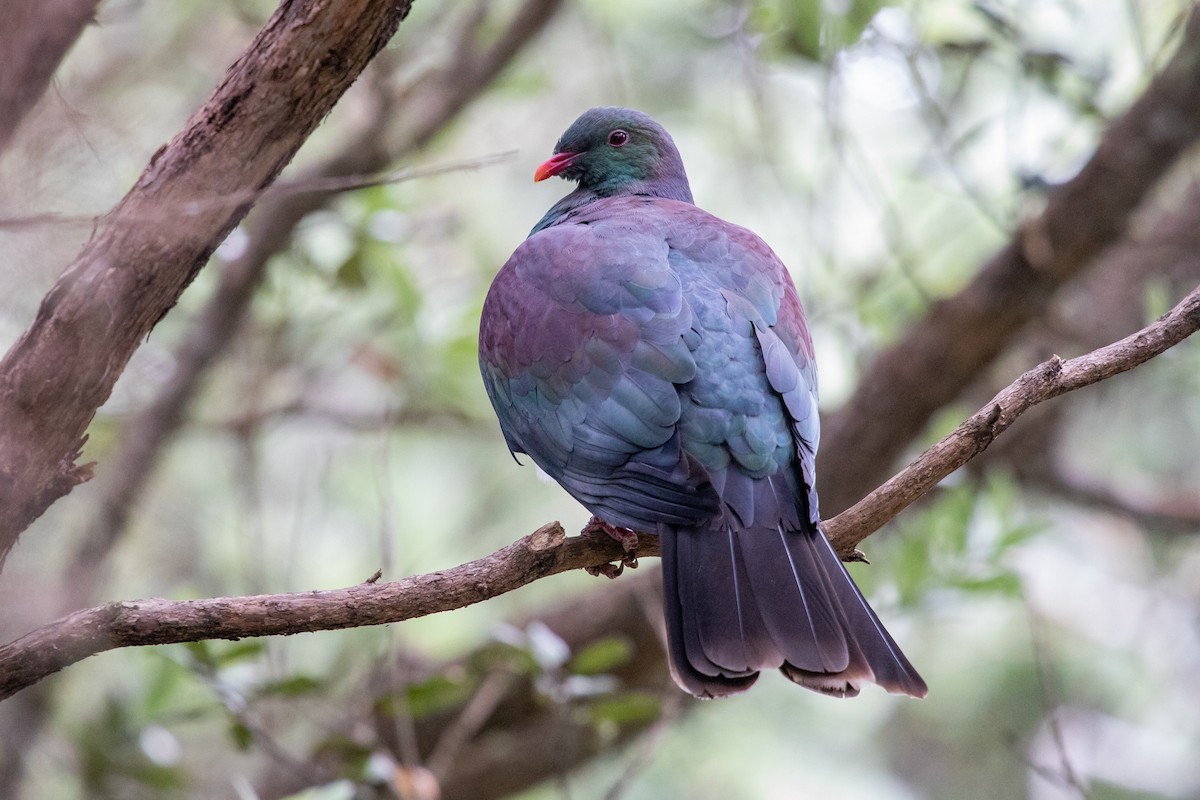 New Zealand Pigeon - ML646777240