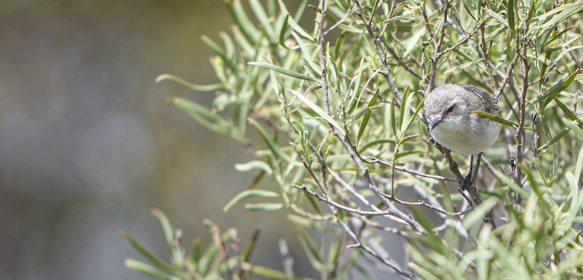 Western Gerygone - ML646777242