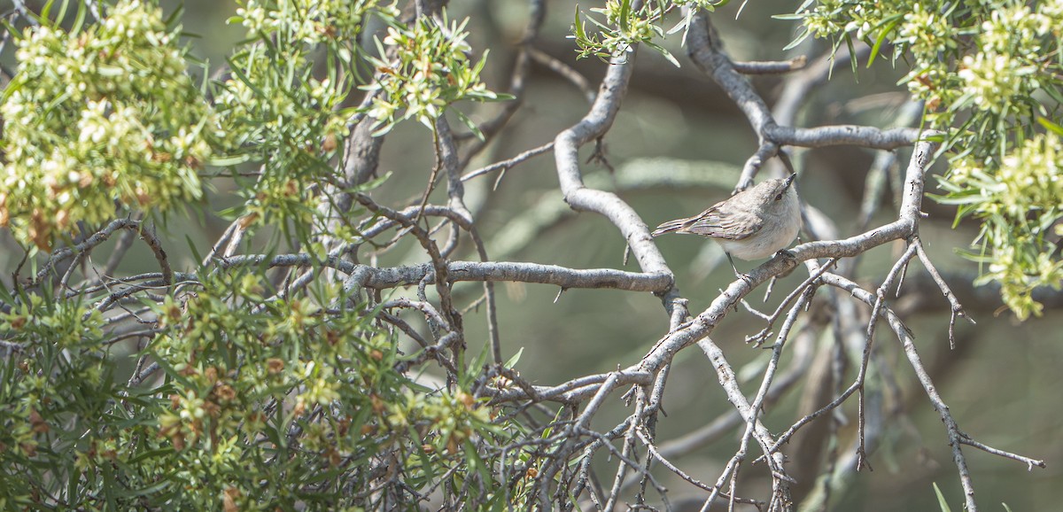 Western Gerygone - ML646777243