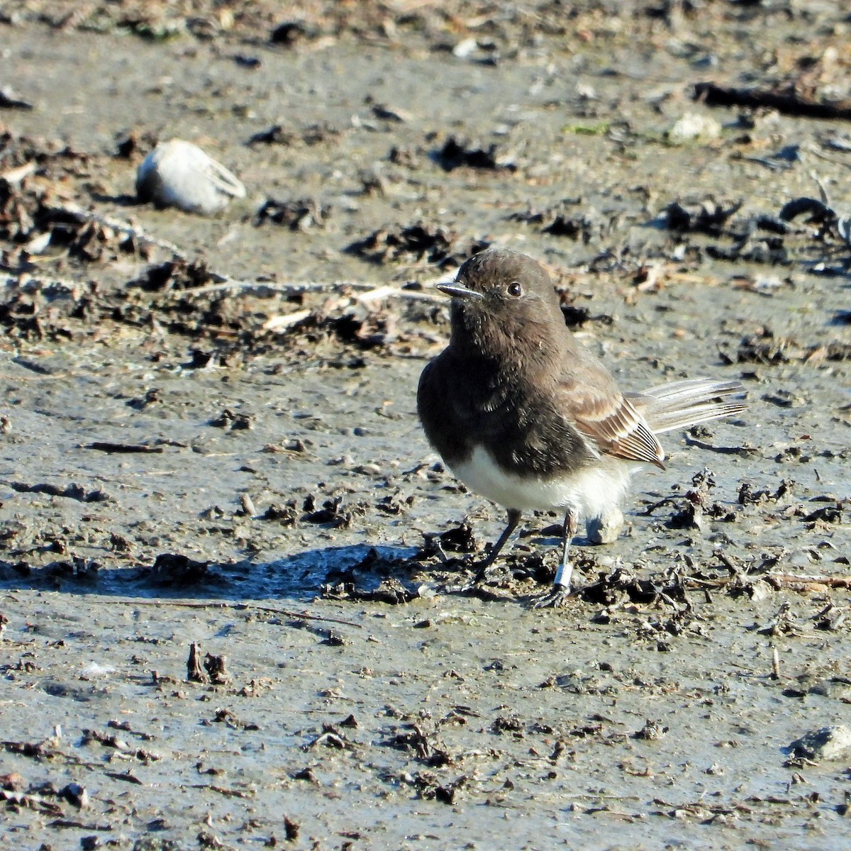 Moucherolle noir - ML646777244