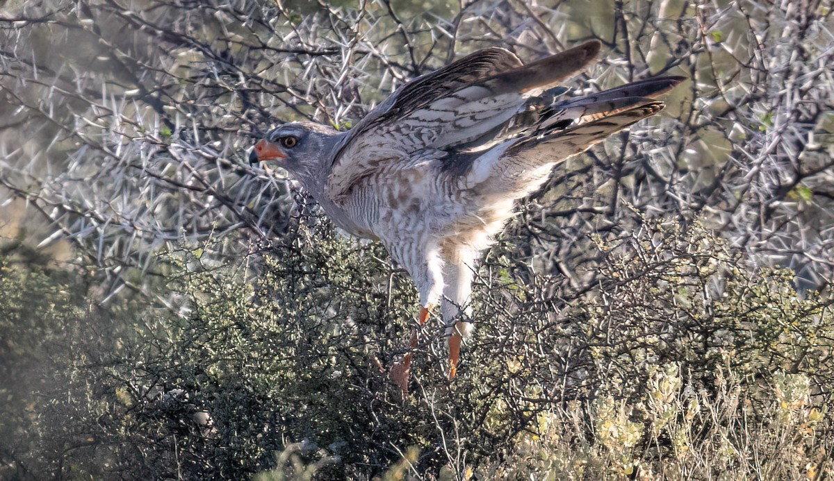 Pale Chanting-Goshawk - ML646777248