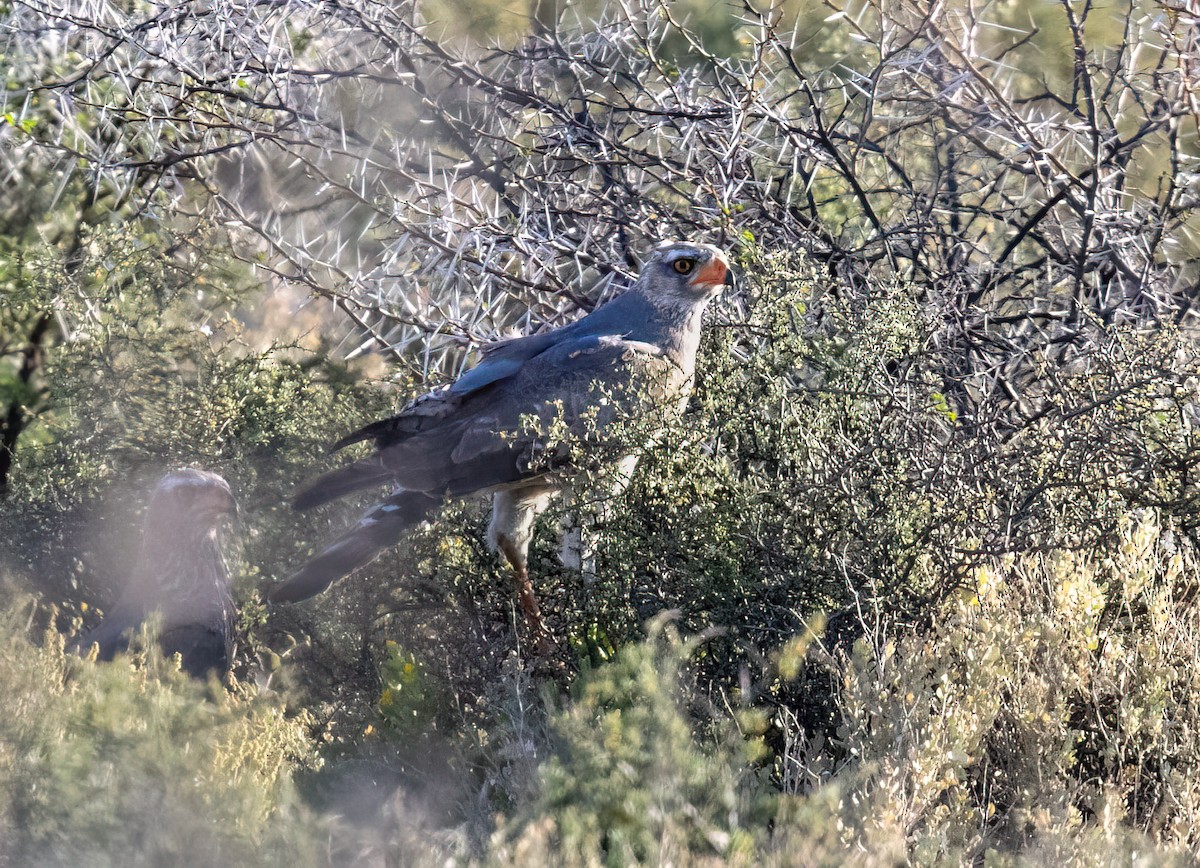 Pale Chanting-Goshawk - ML646777249