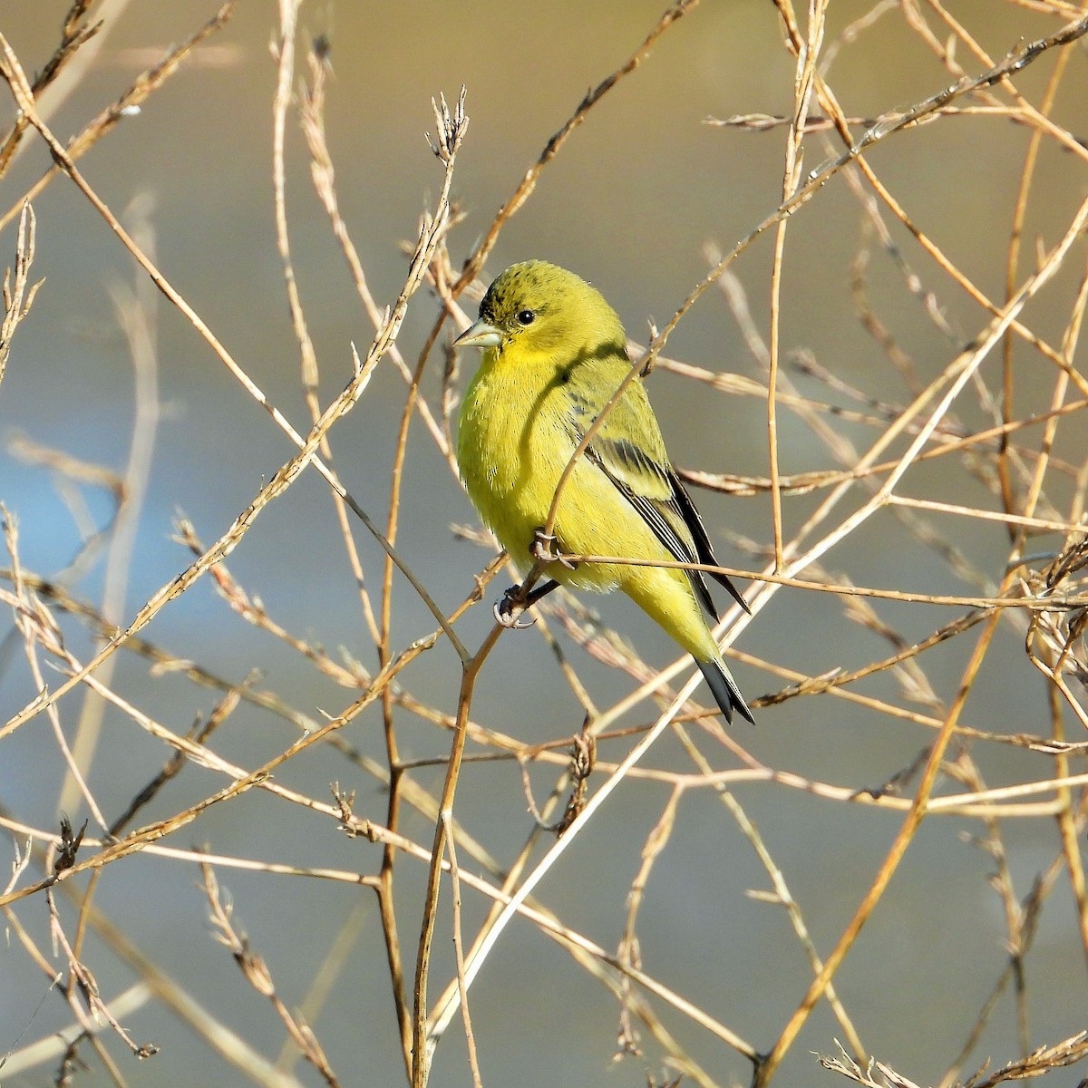 Chardonneret mineur - ML646777252