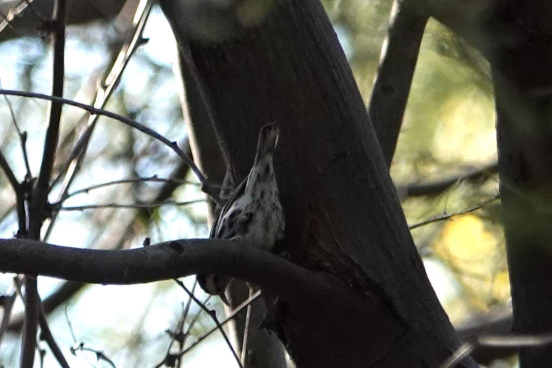 Tırmaşık Ötleğeni - ML646777254