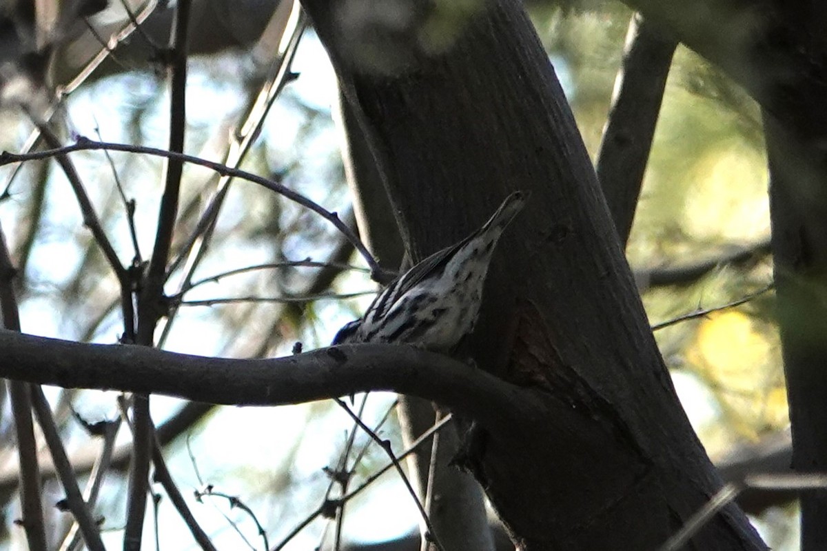 Tırmaşık Ötleğeni - ML646777255