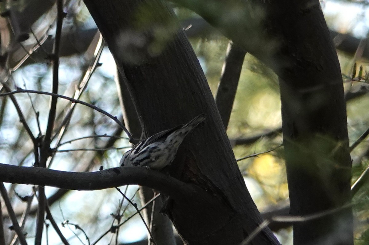 Tırmaşık Ötleğeni - ML646777256