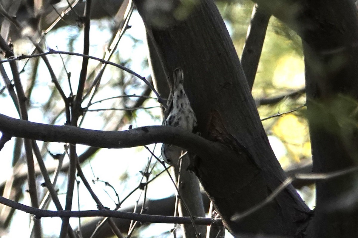 Tırmaşık Ötleğeni - ML646777257