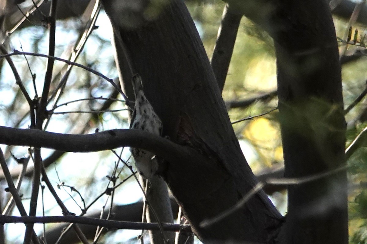 Tırmaşık Ötleğeni - ML646777258