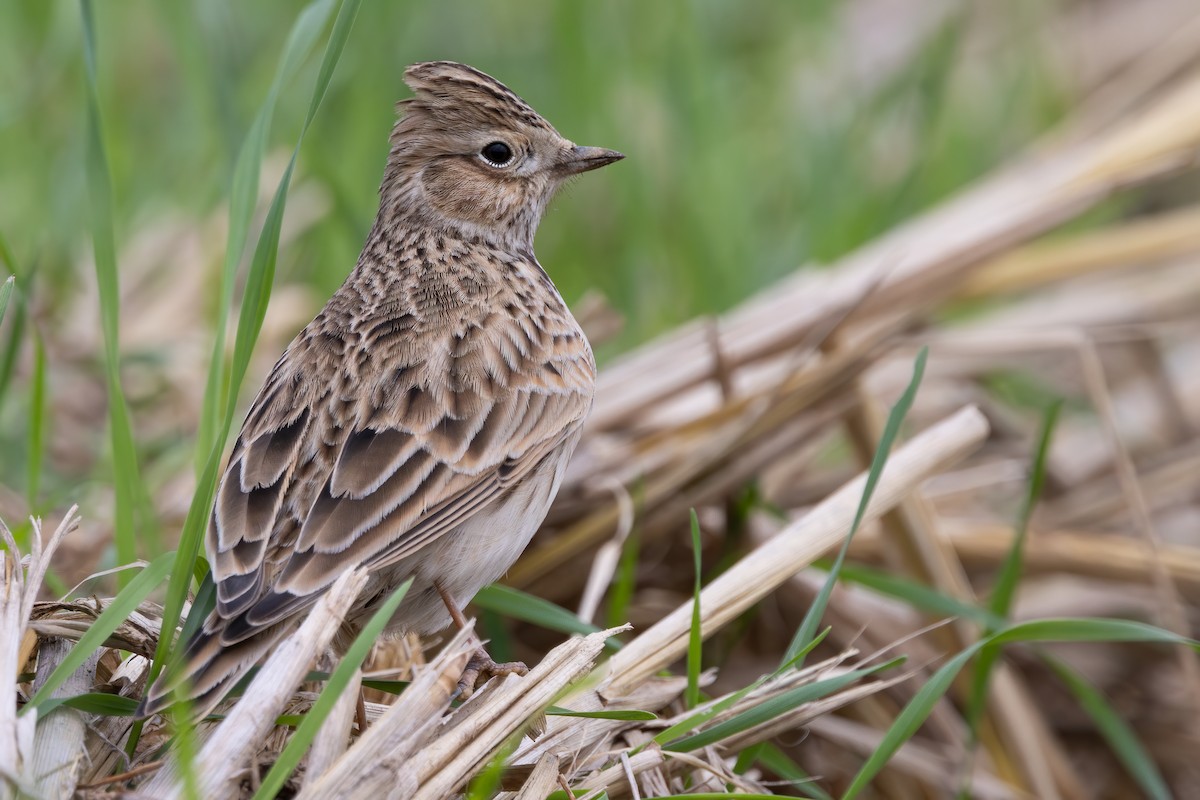 skřivan polní [skupina pekinensis] - ML646777259