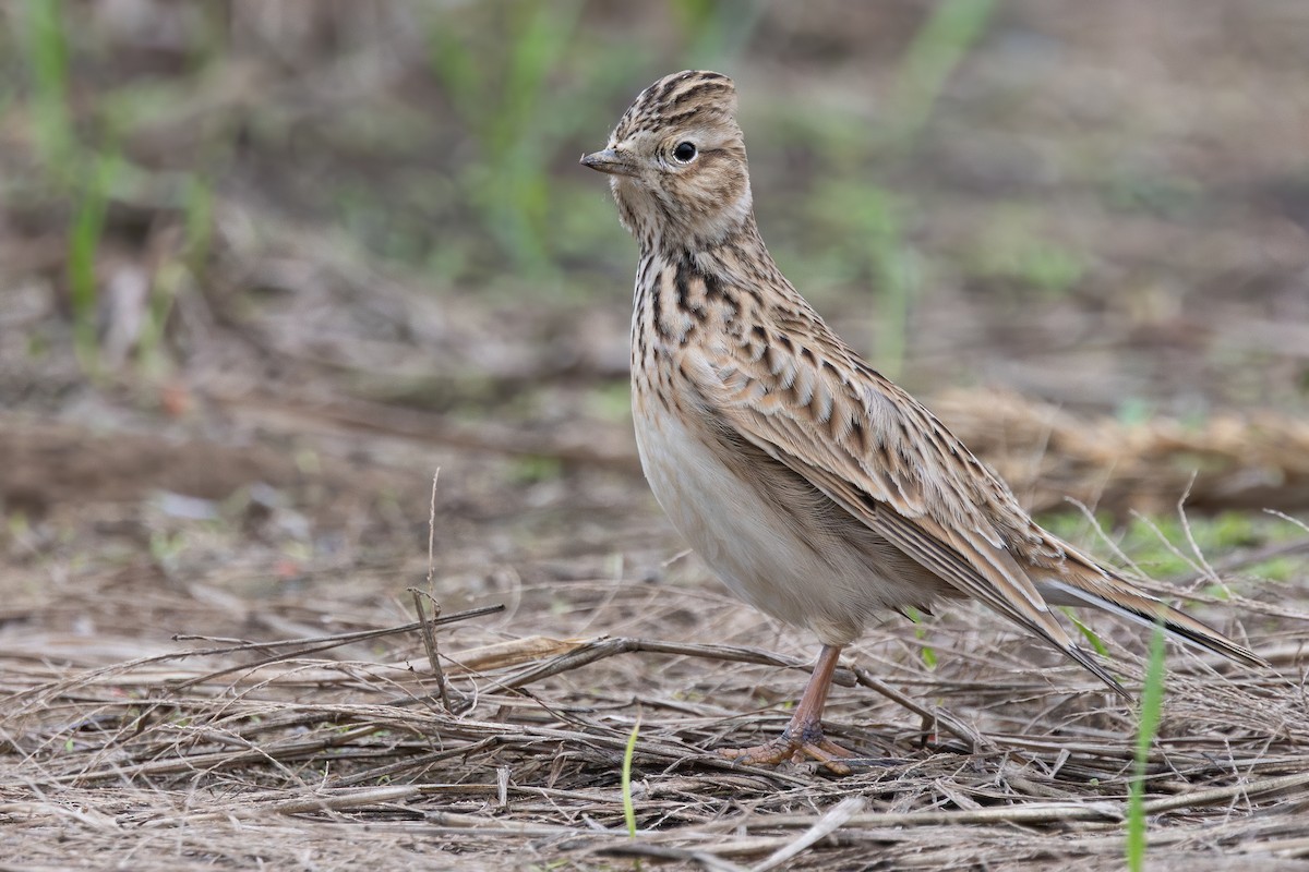 skřivan polní [skupina pekinensis] - ML646777261