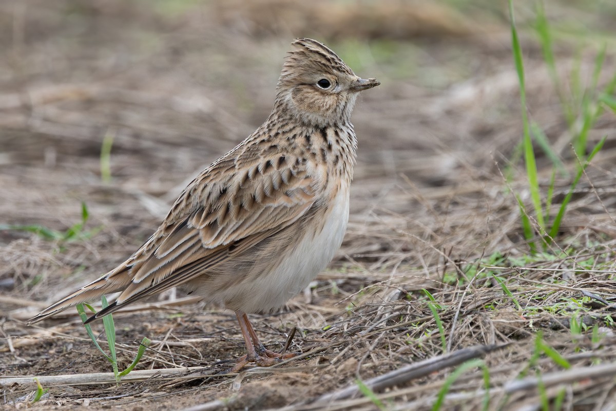 skřivan polní [skupina pekinensis] - ML646777262