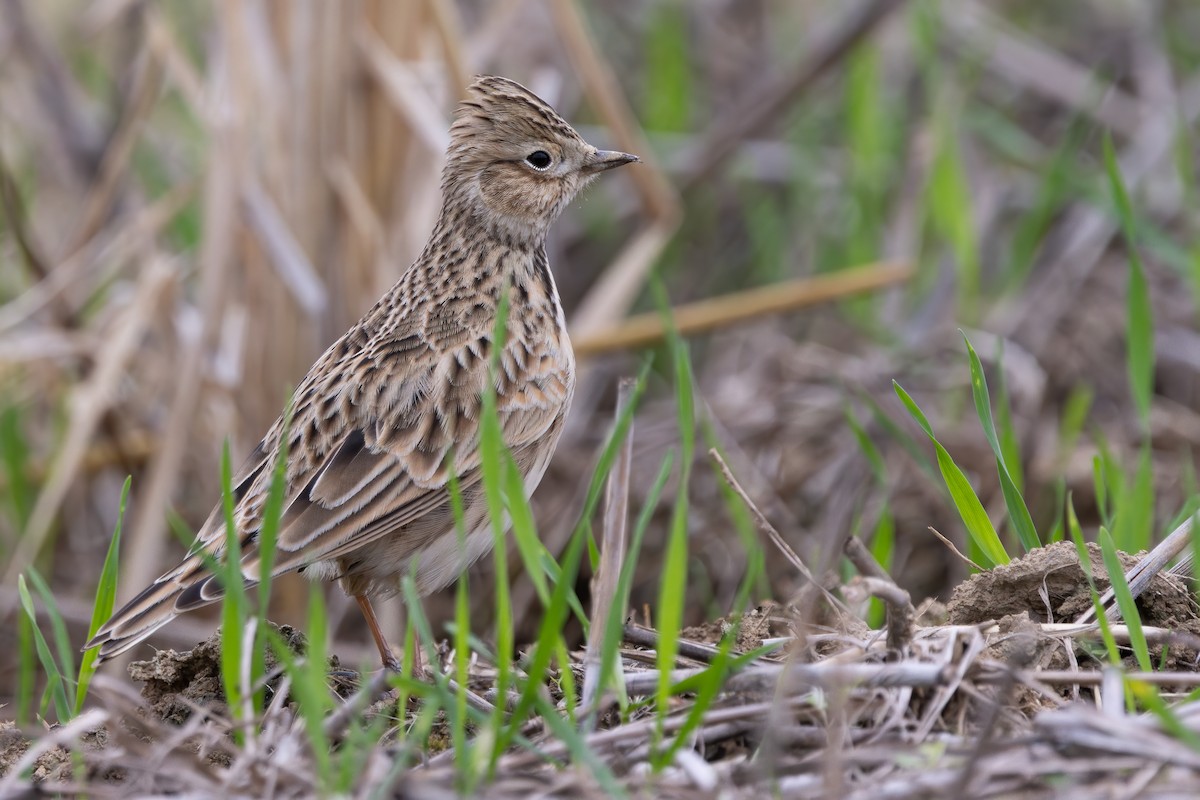 skřivan polní [skupina pekinensis] - ML646777263