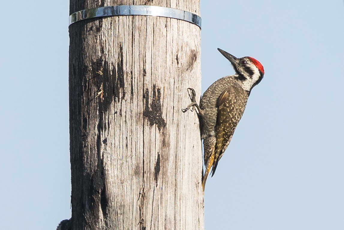 Pito Namaqua - ML646777265