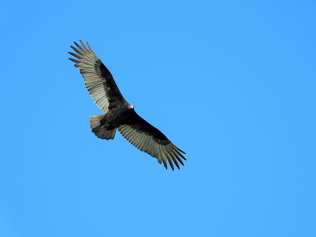 Urubu à tête rouge - ML646777266