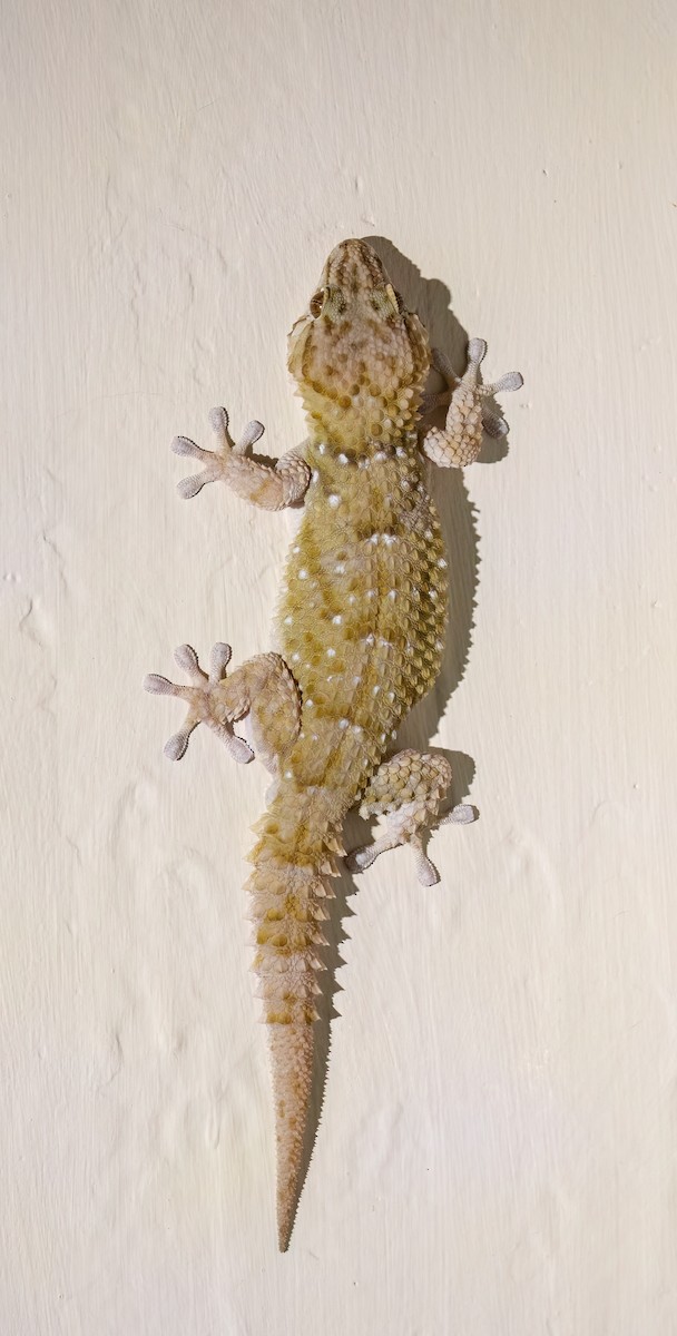 Bibron's Thick-toed Gecko - ML646777277