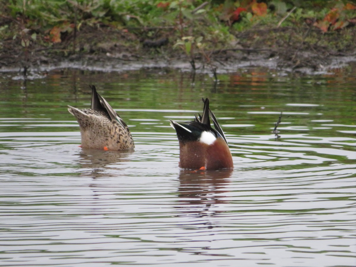 Northern Shoveler - ML646777278