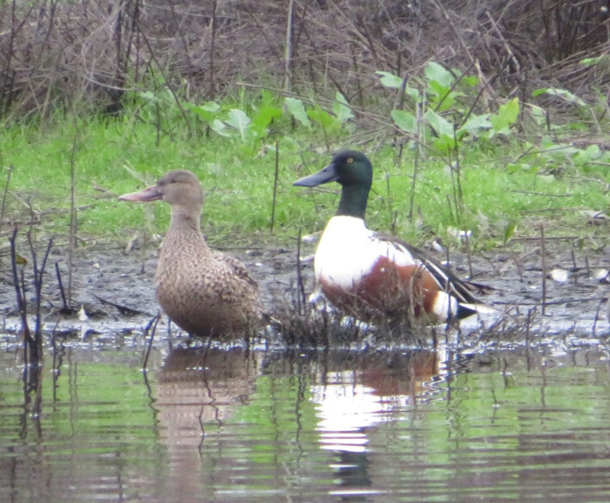 Northern Shoveler - ML646777281