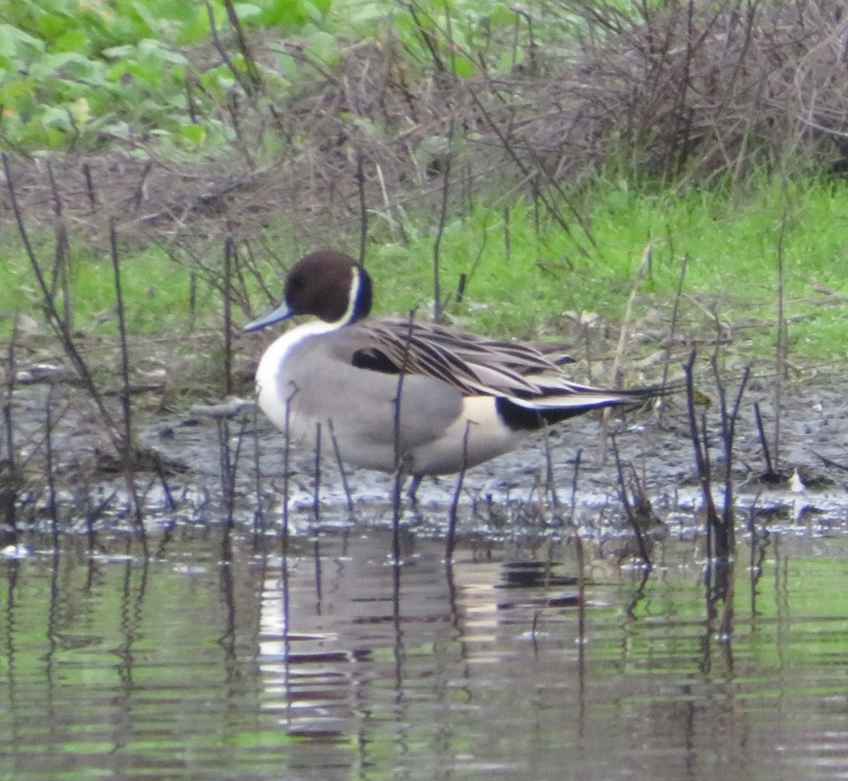 Northern Pintail - ML646777282