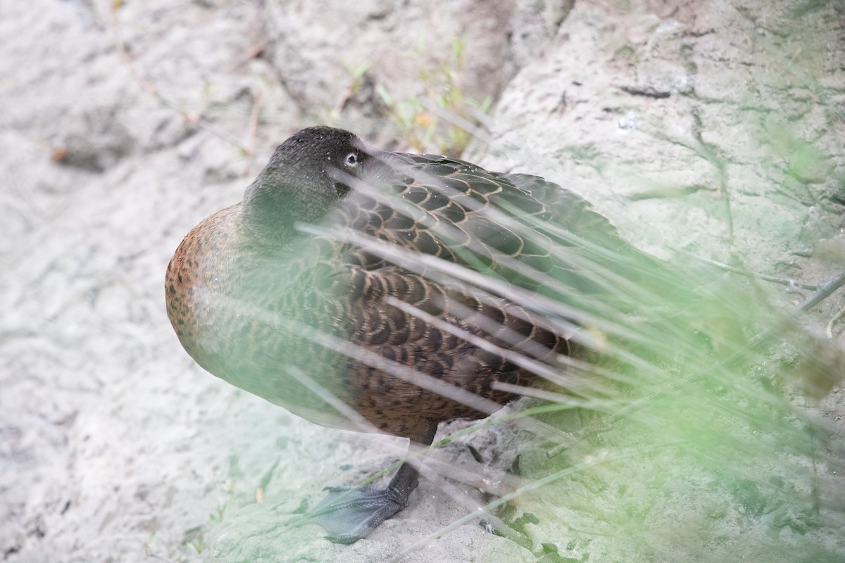 Sarcelle de Nouvelle-Zélande - ML646777283