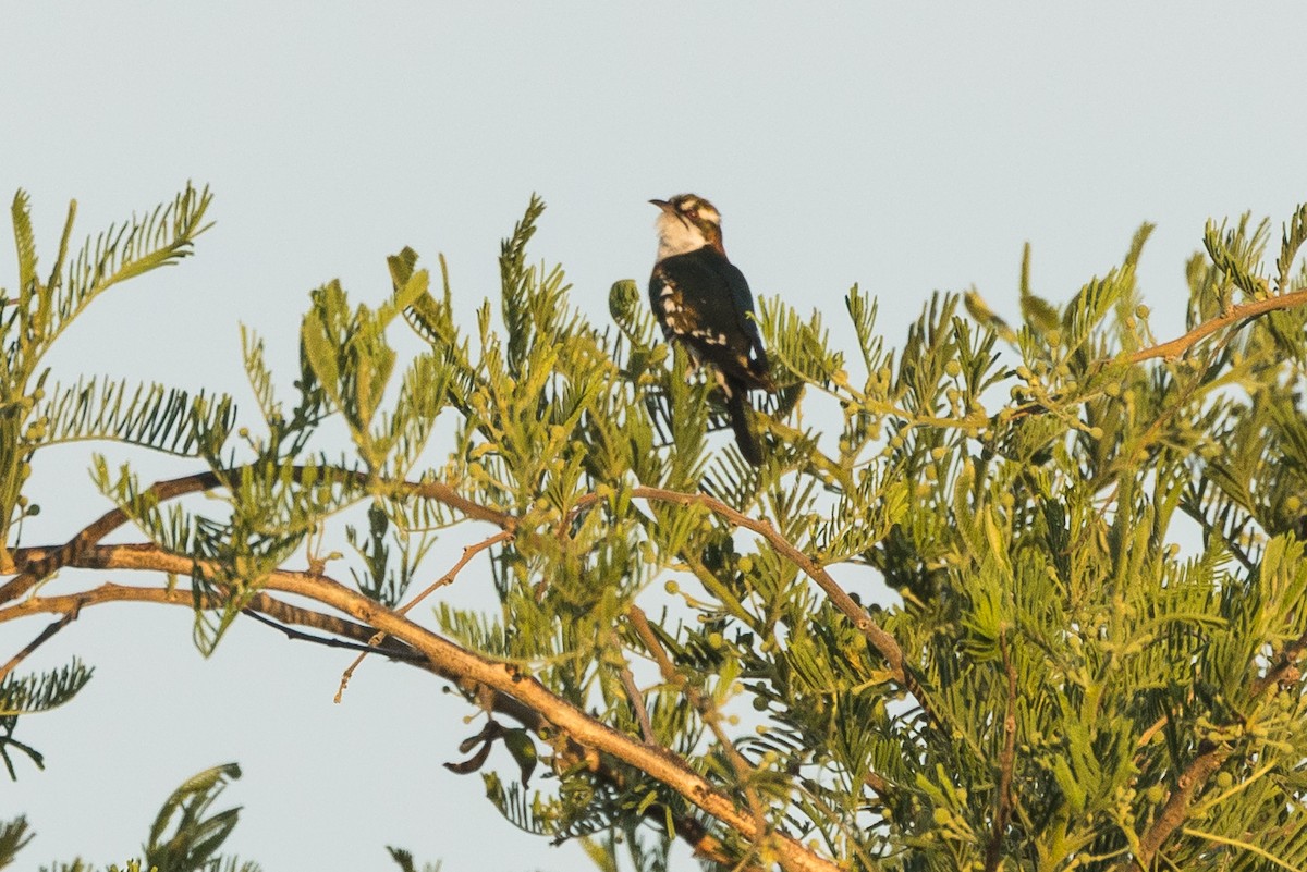 Coucou didric - ML646777284