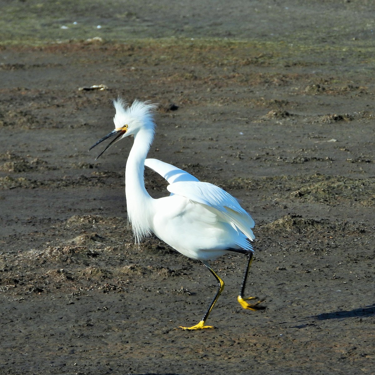 Aigrette neigeuse - ML646777285