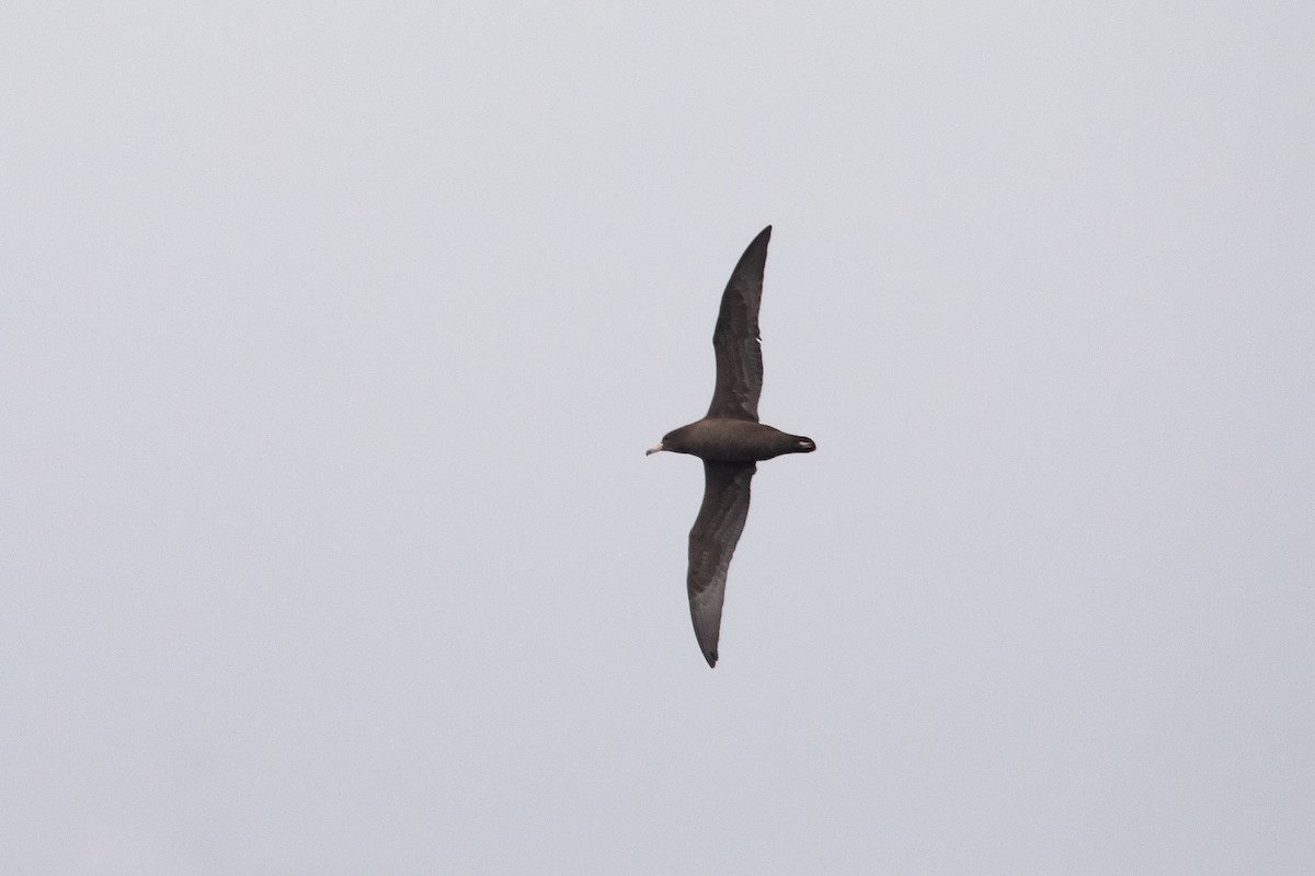 Puffin à pieds pâles - ML646777286