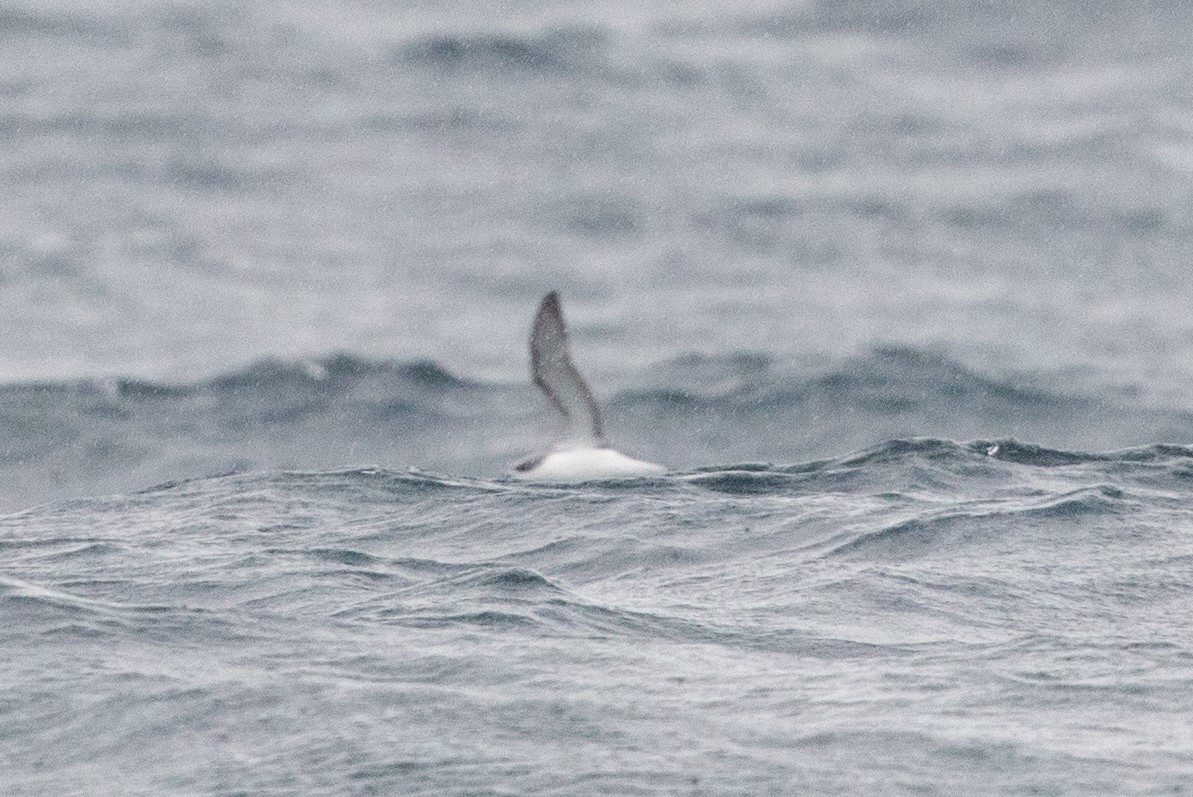 Pétrel de Cook - ML646777287