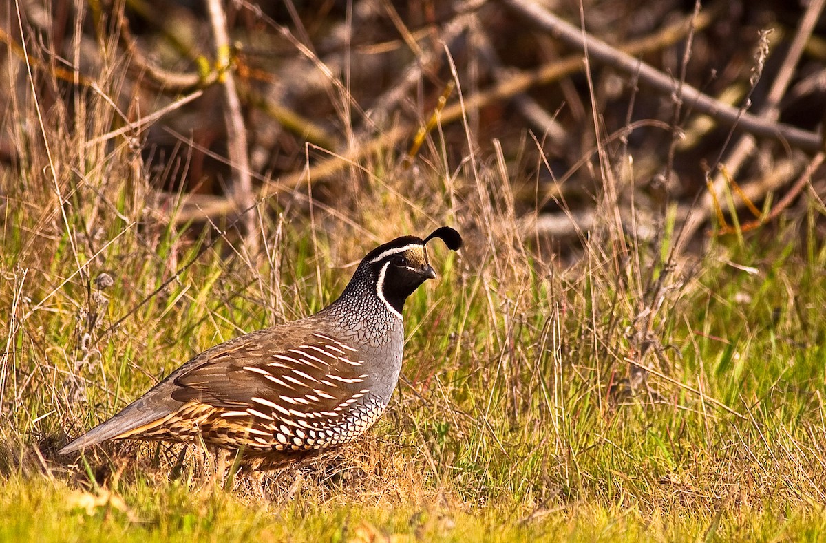 Colin de Californie - ML646777288