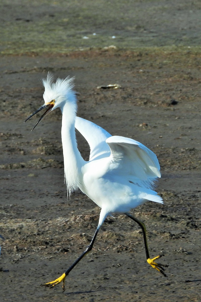 Aigrette neigeuse - ML646777289