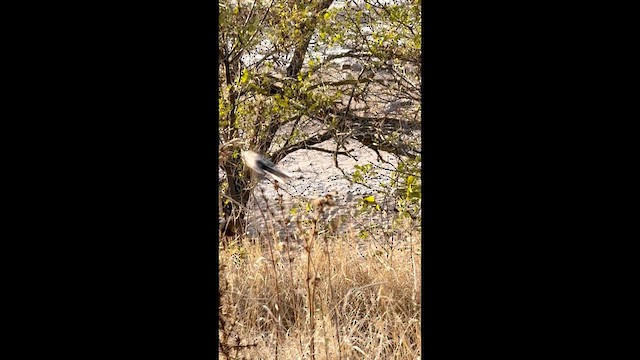 ירגזי זנבתן - ML646777291