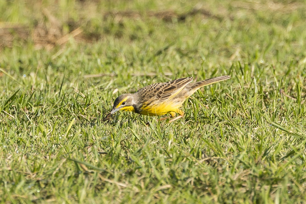 Sentinelle à gorge jaune - ML646777293
