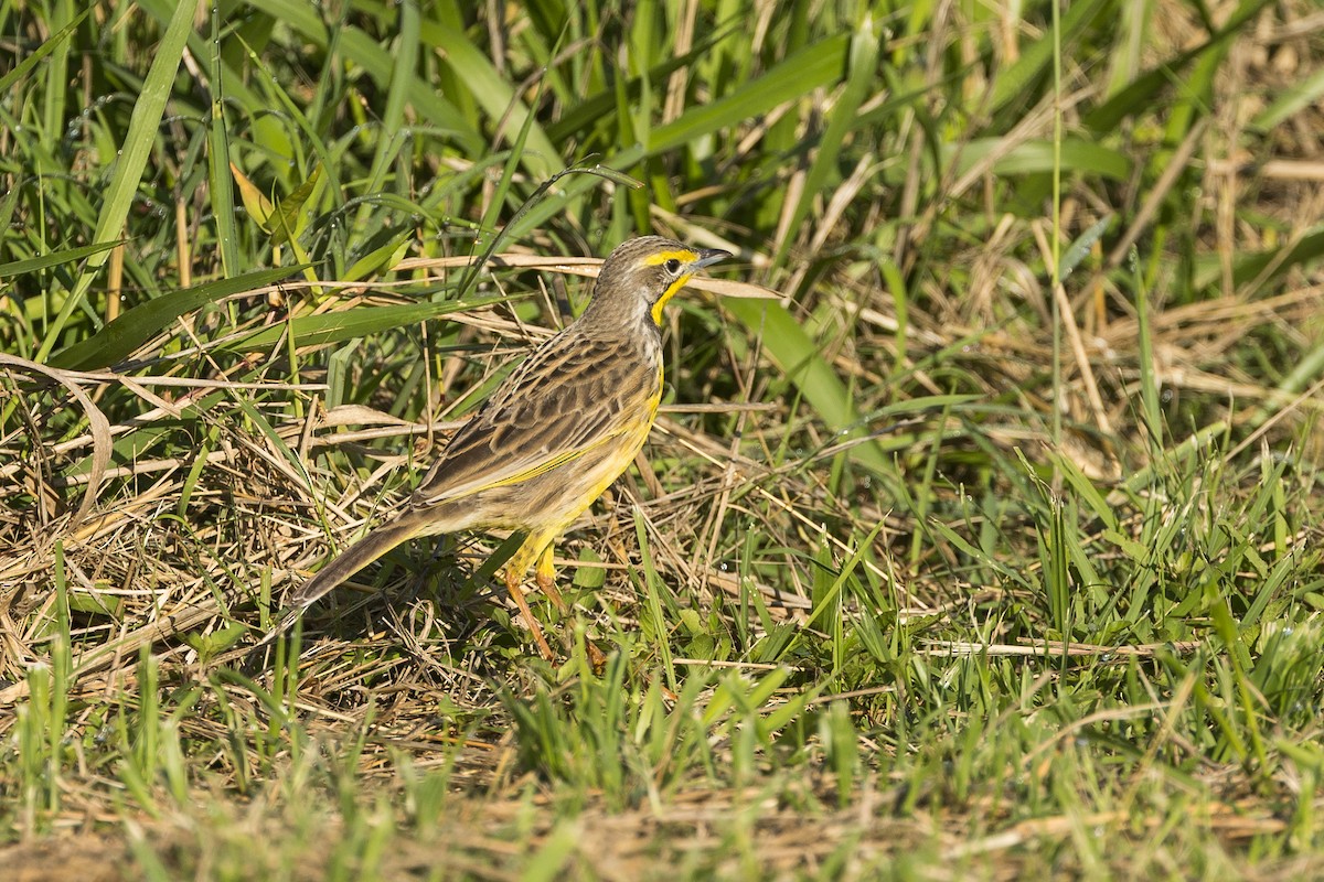 Sentinelle à gorge jaune - ML646777294