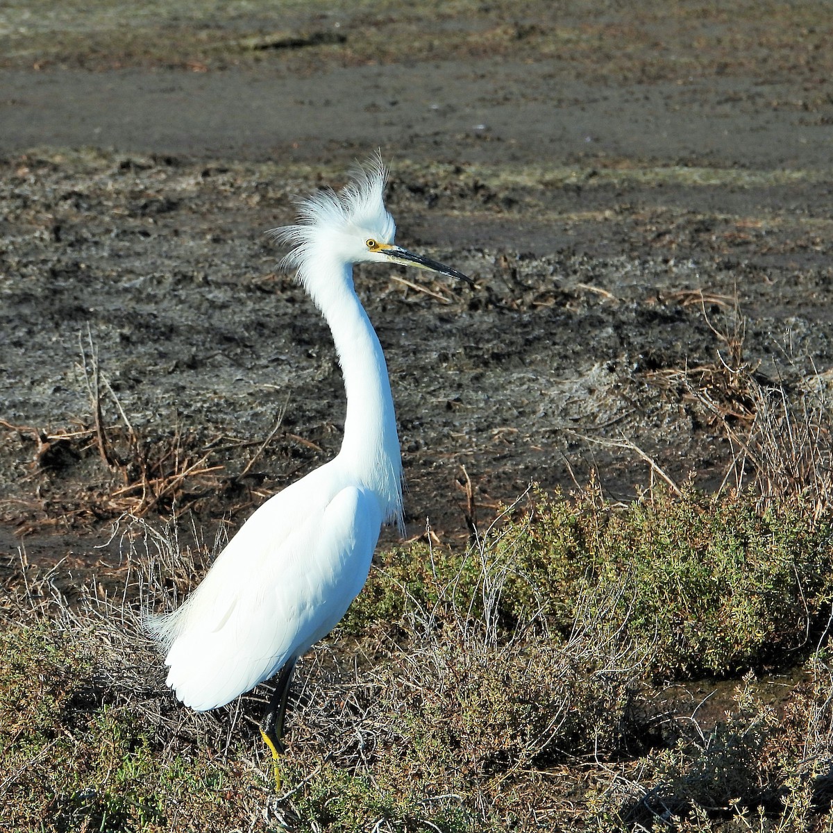 Aigrette neigeuse - ML646777296
