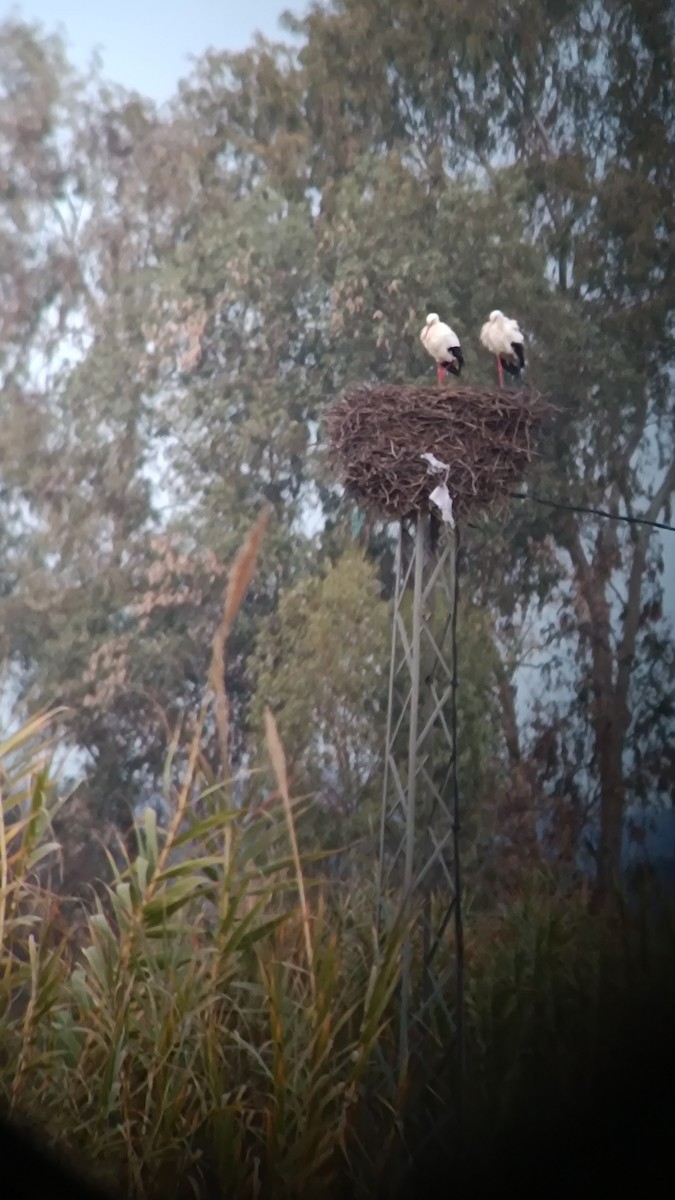 Cigogne blanche - ML646777297