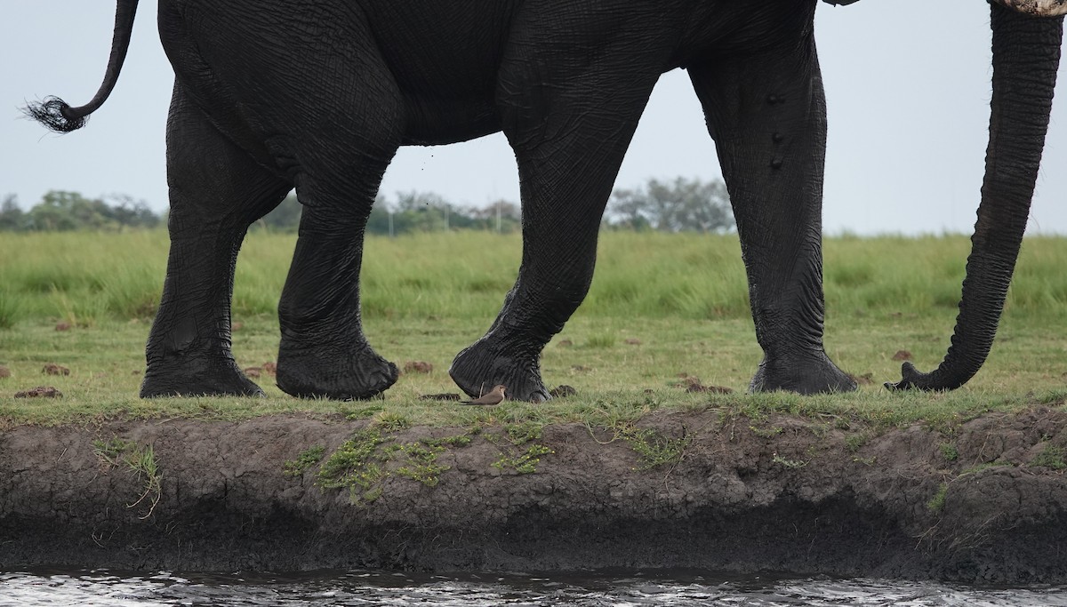 Glaréole à collier - ML646777298