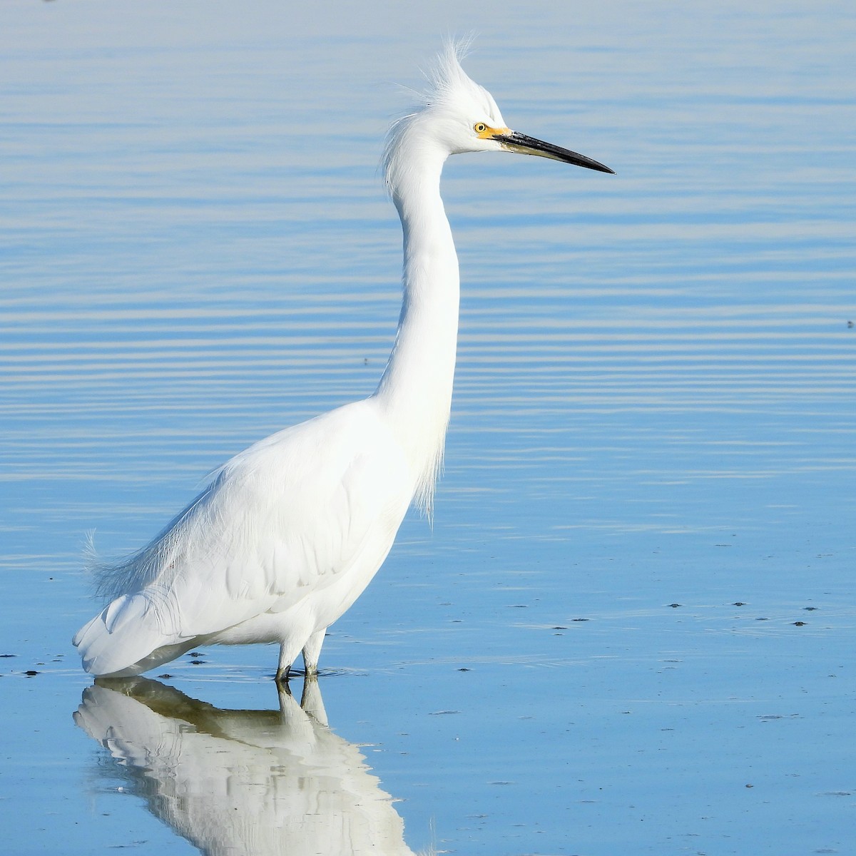Aigrette neigeuse - ML646777299