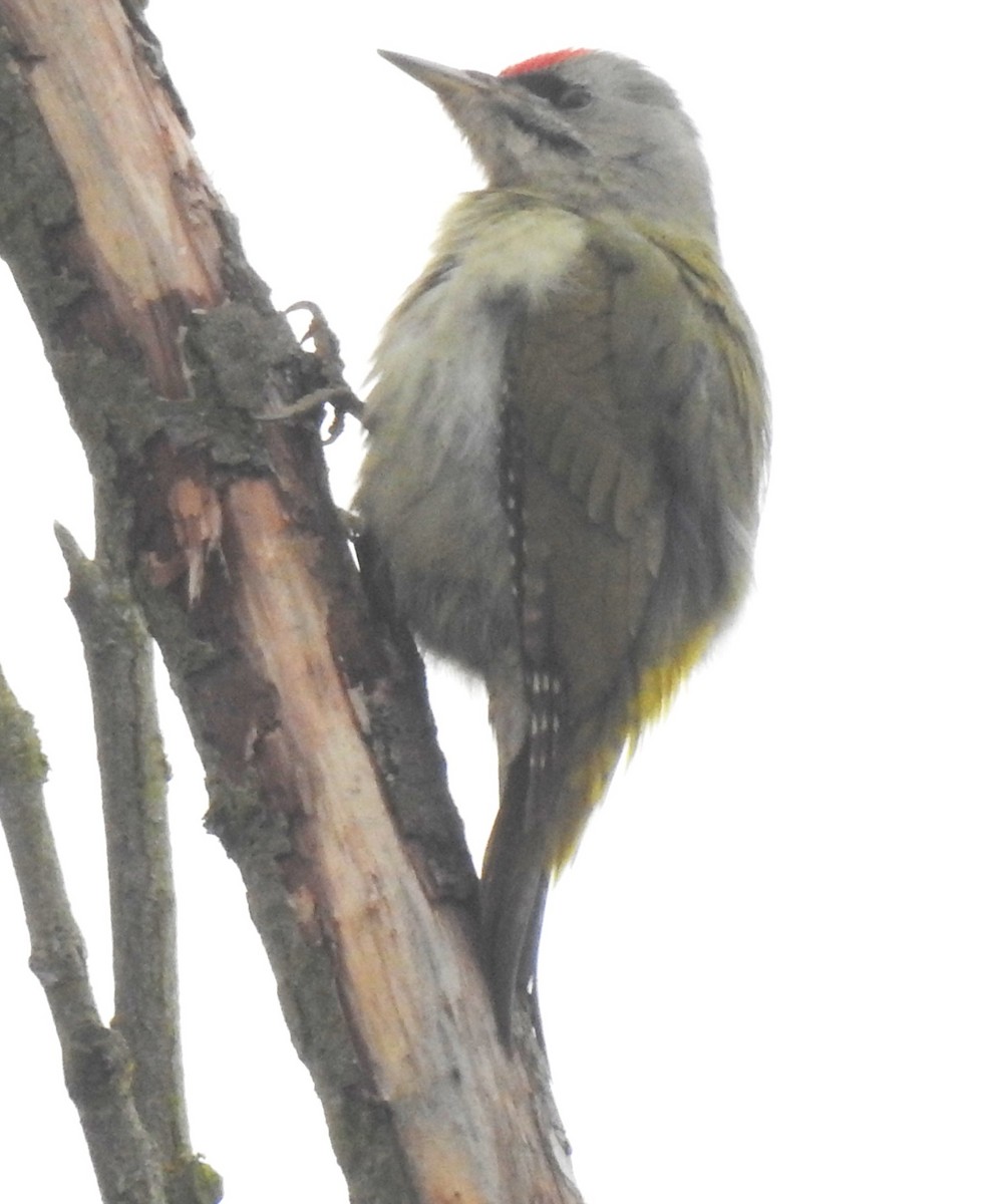 Pic cendré - ML646777300