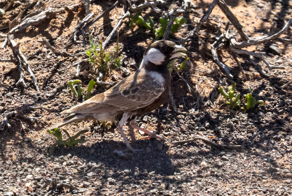 Gray-backed Sparrow-Lark - ML646777302