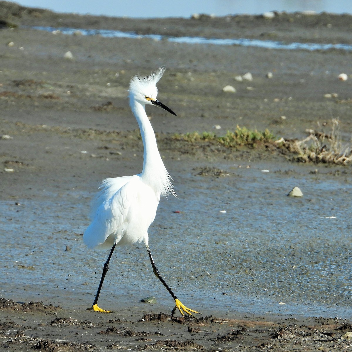 Aigrette neigeuse - ML646777303