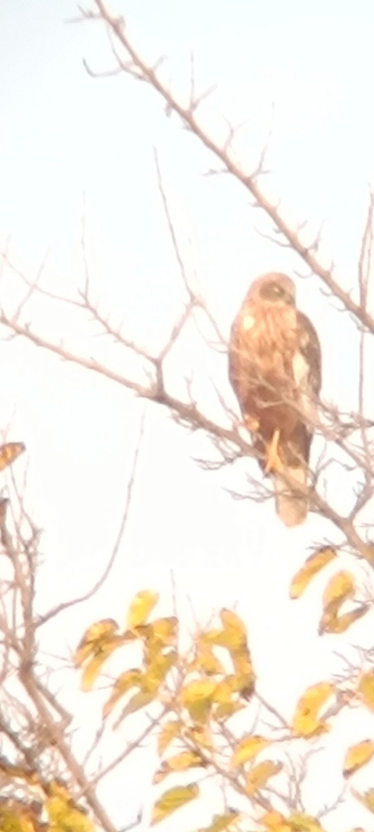 Busard des roseaux - ML646777304