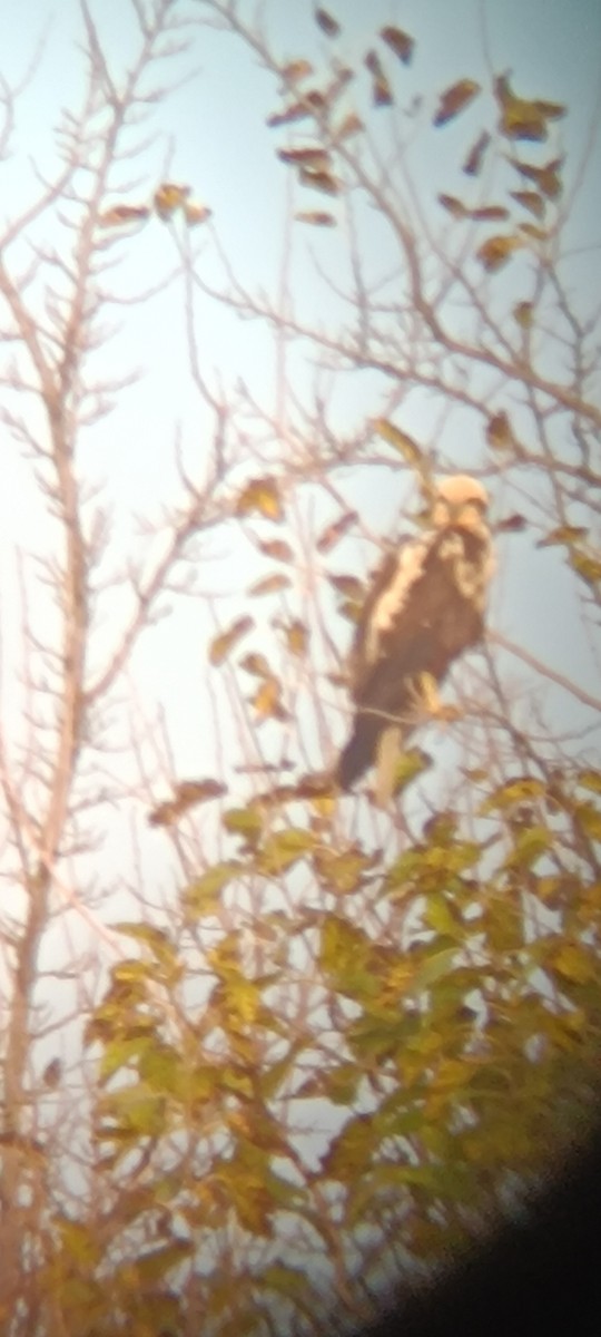 Busard des roseaux - ML646777305