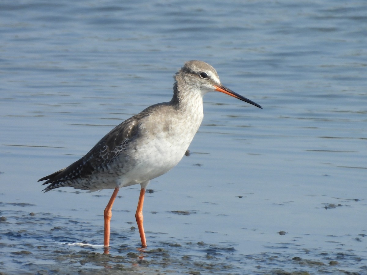 Chevalier arlequin - ML646777306