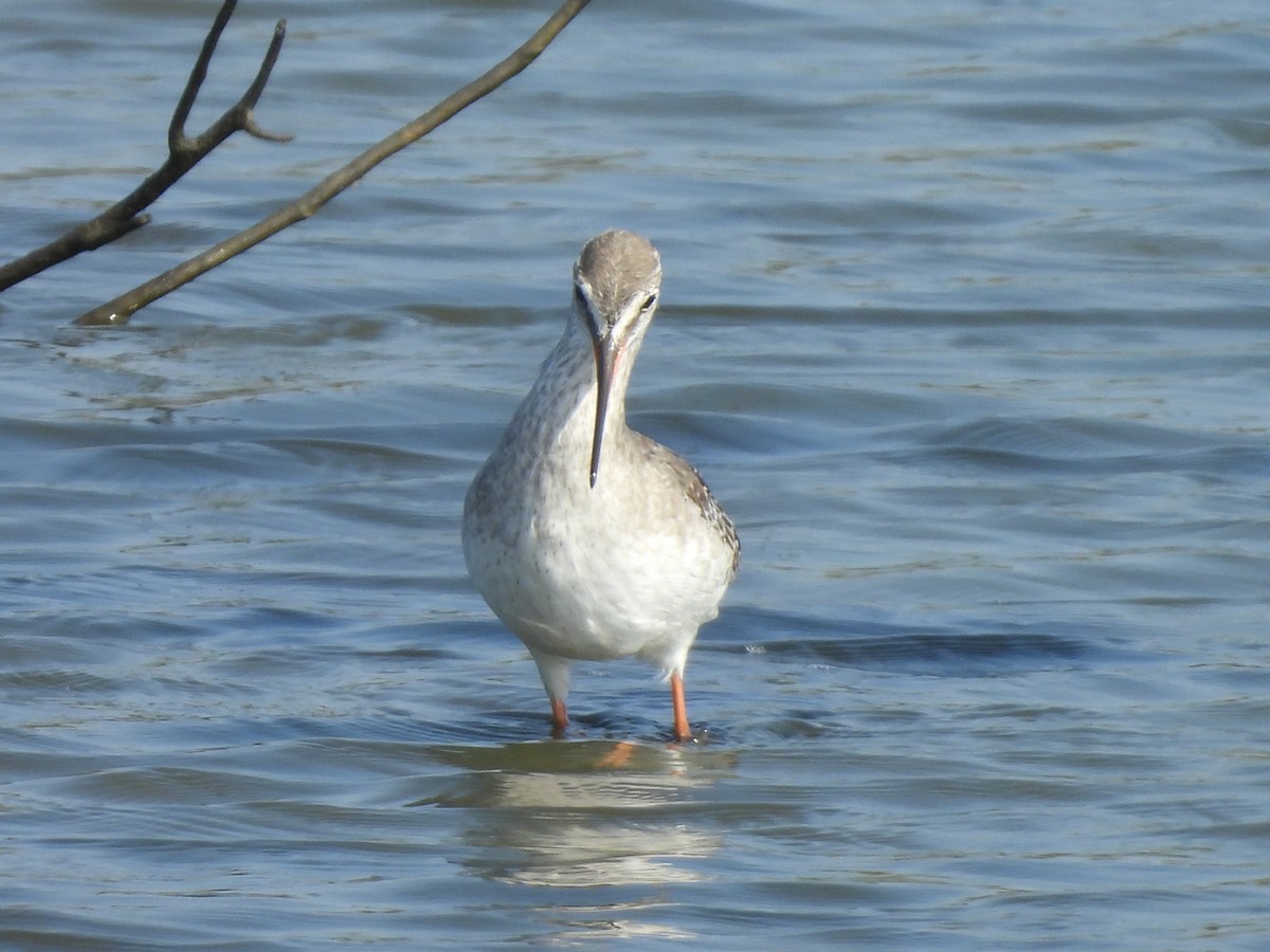 Chevalier arlequin - ML646777307