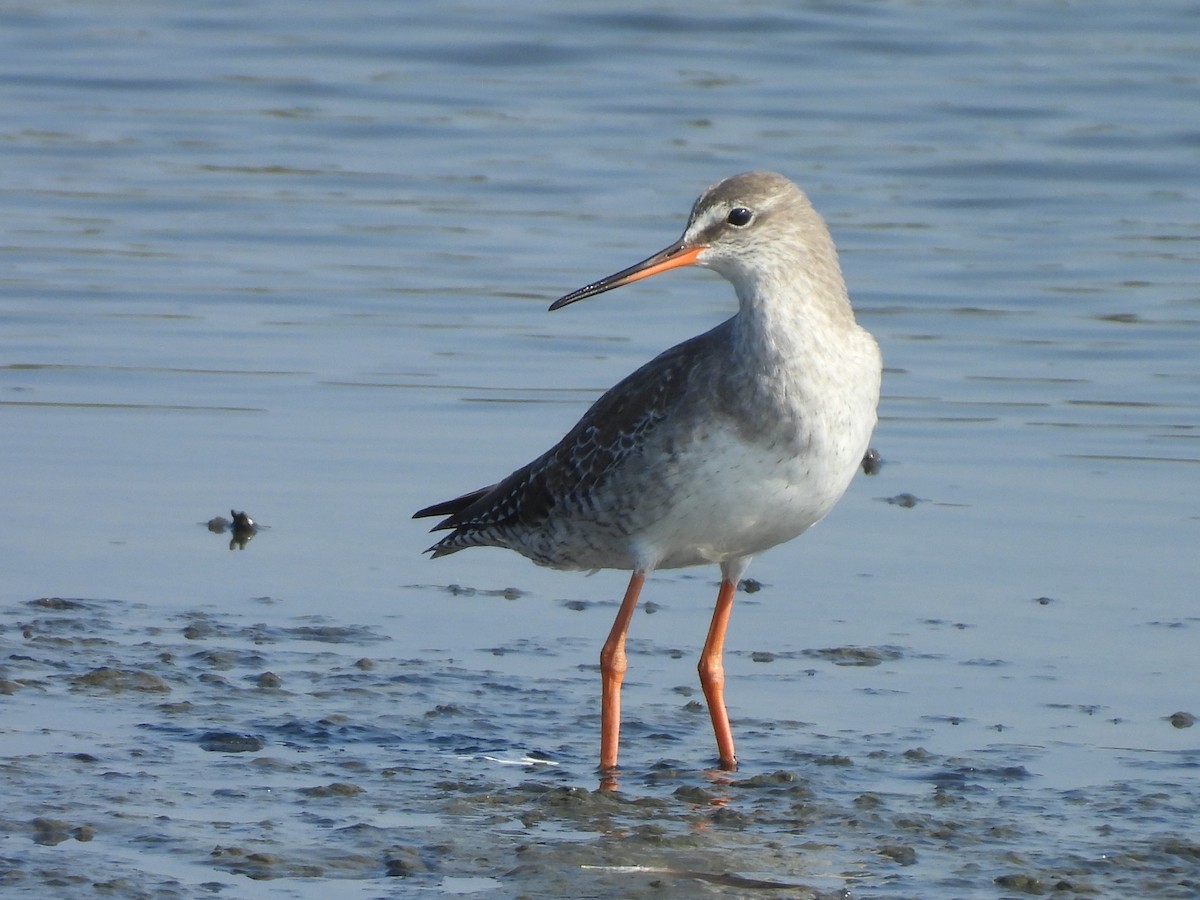 Chevalier arlequin - ML646777308