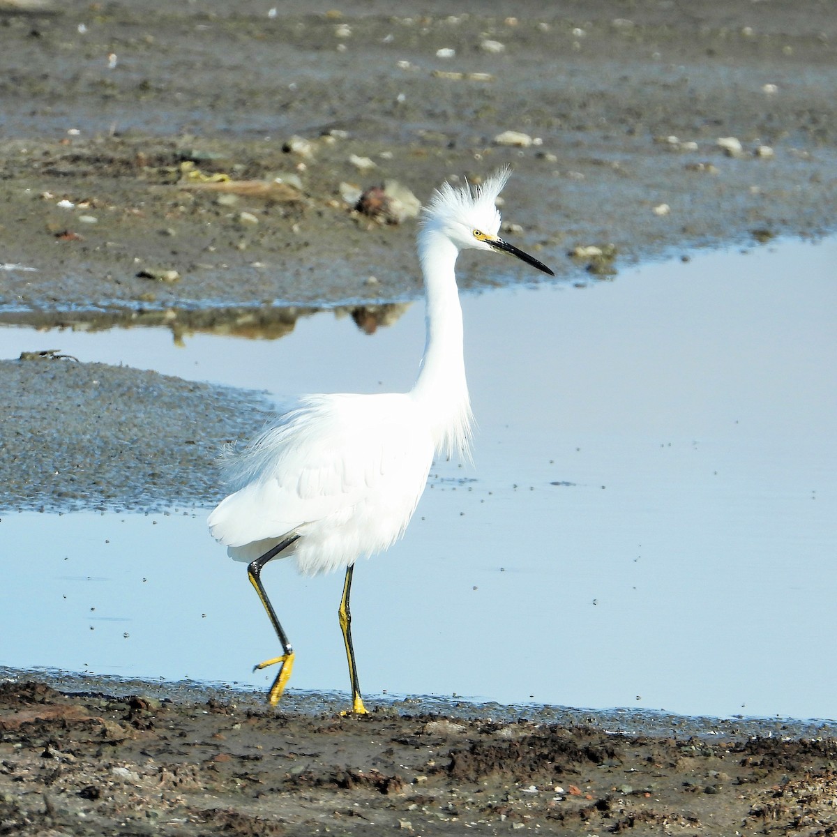 Aigrette neigeuse - ML646777309