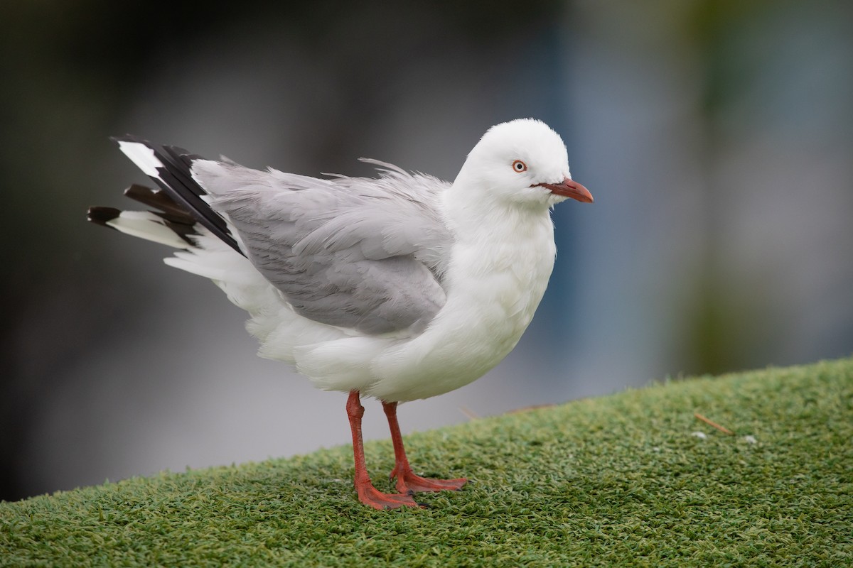 Mouette argentée - ML646777310